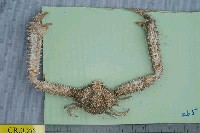 藏品(棘刺菱蟹)的圖片